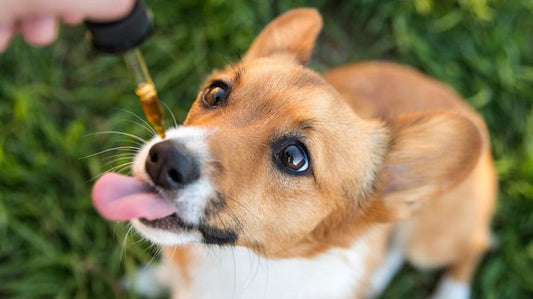¿Le puedo dar CBD a mi mascota?