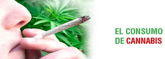 VERDADEROS Y RIESGOS DE CONSUMIR CANNABIS