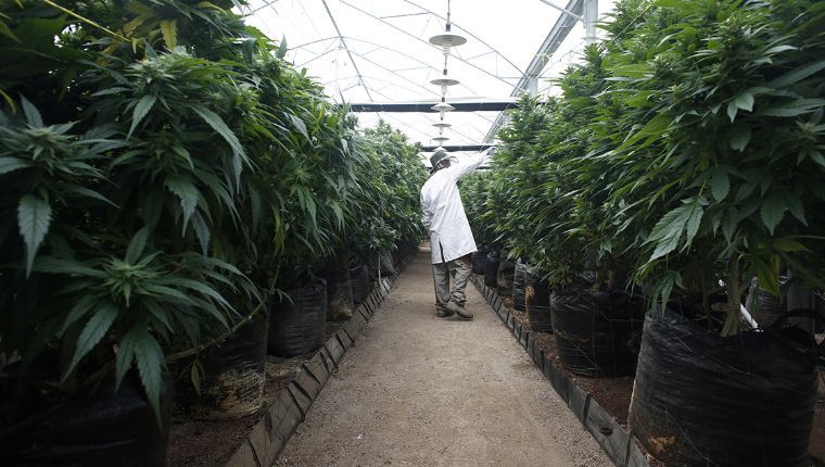 Amexicann habla desde la ciencia obre uso medicinal de cannabis.